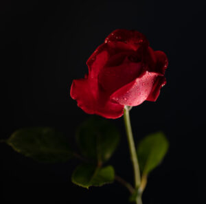ma-rose